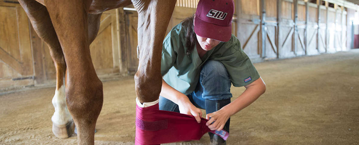 agriculture student tending to horse's leg
