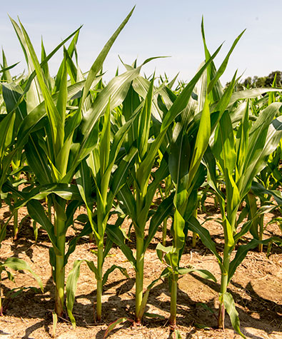 Corn Stocks on the SIU University Farm