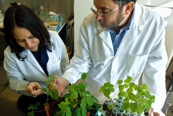 student & faculty examining soybean plants