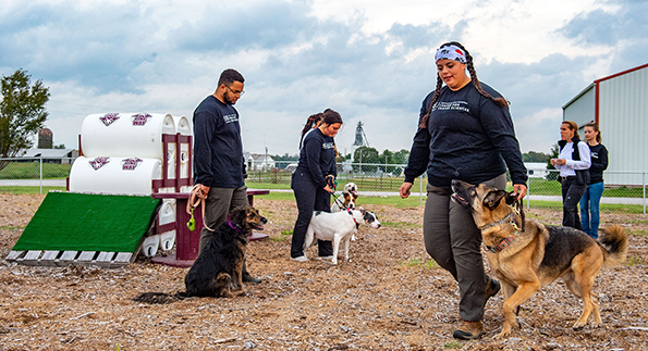SIU Animal Science students work with dogs at The Center for Canine Sciences 