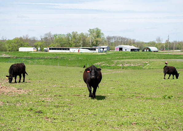 SIU Animal Science Cow graze in a pasture