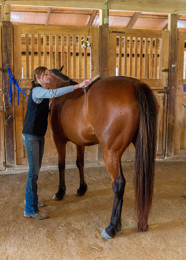 SIU Animal Science Student grooms a horse in the Stables