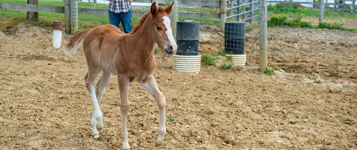 Foal Running at SIU Equine Center.