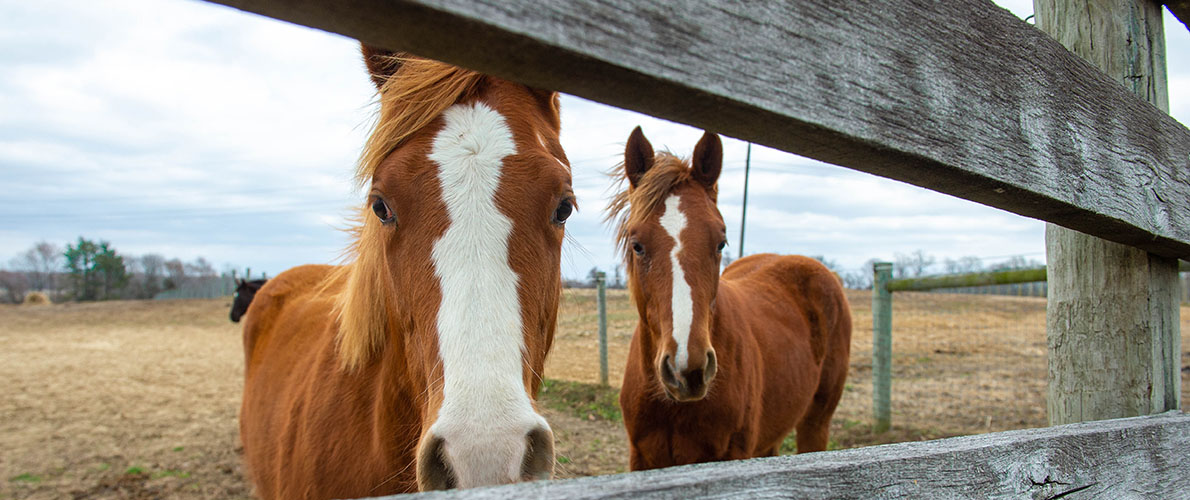 Two of SIU Animal Science horses look through the fence