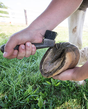 SIU Animal Science Pre-Veterinary Medicine Student Clean a horse's shoe
