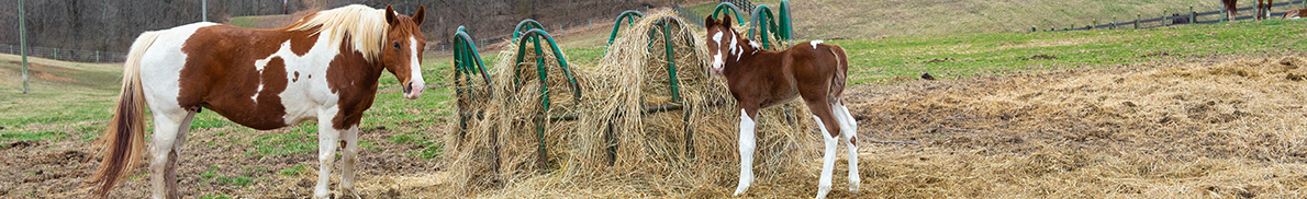 Mom and colt on SIU's farms