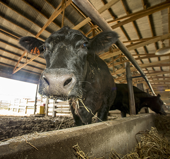 SIU Animal Science Production class cow