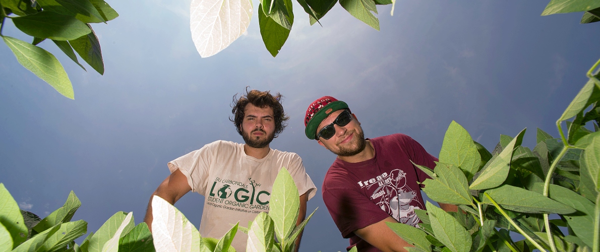 SIU students in soybean field