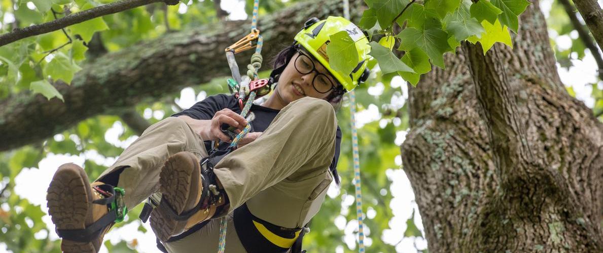 SIU Forestry student repelling from a tree