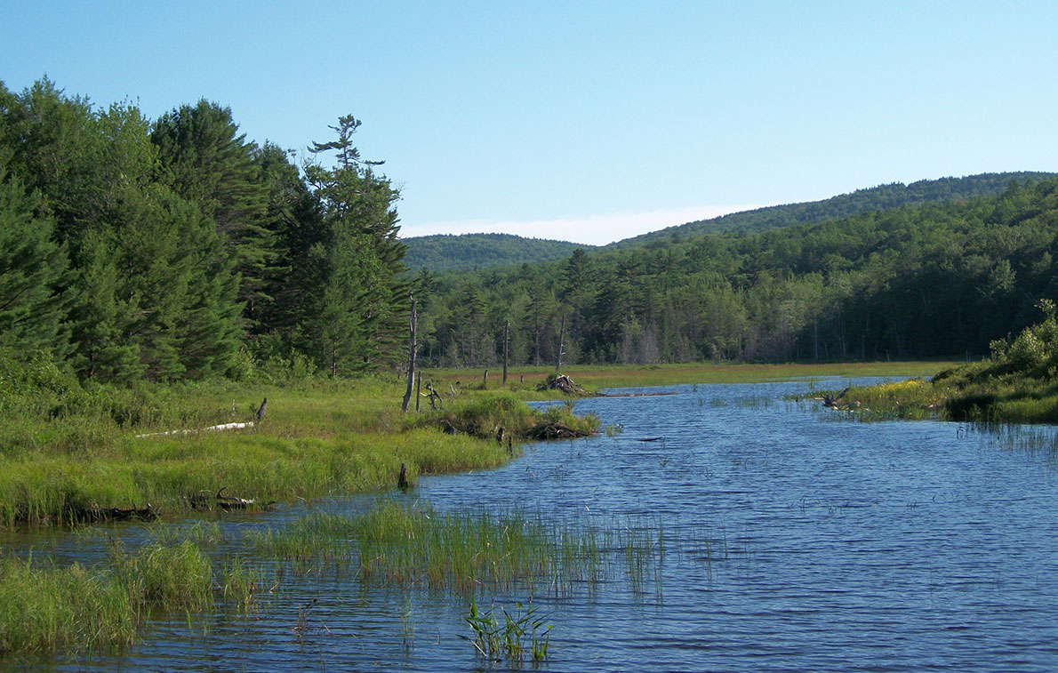 SIU forestry landscape