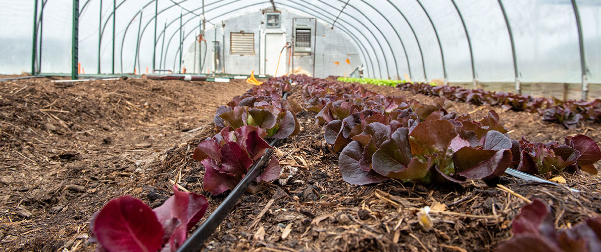 SIU Horticulture Greenhouse