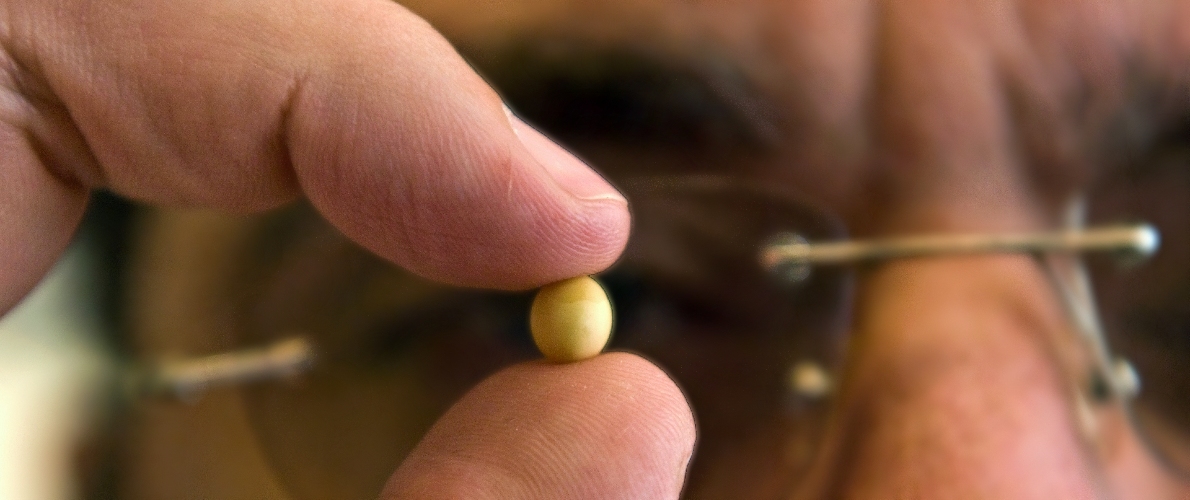 Close-up photo of professor holding soybean