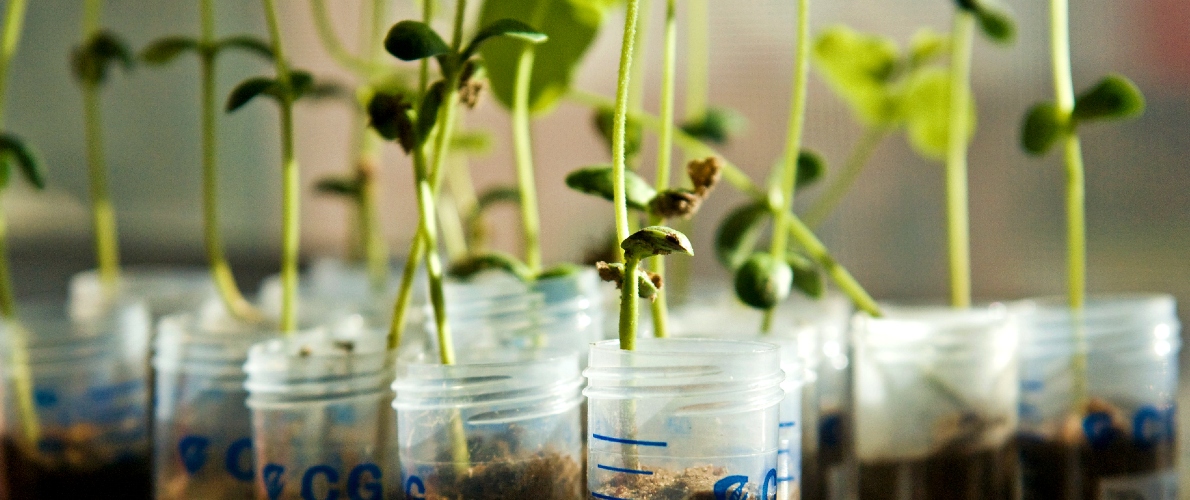 Seedlings growing in test tubes