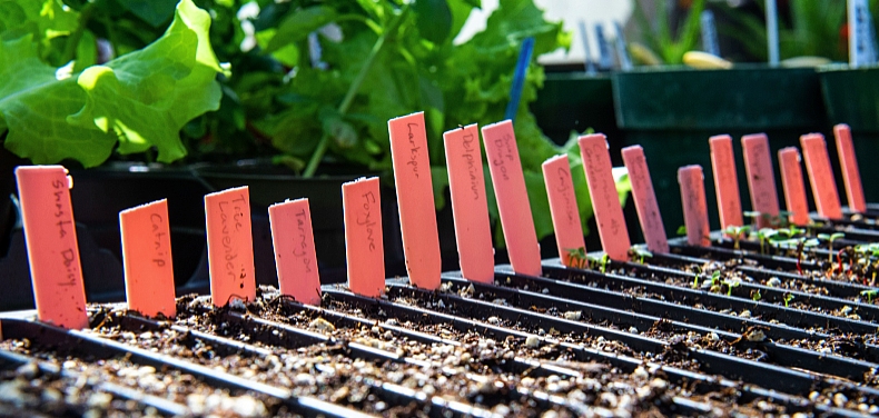 rows of potted seedlings