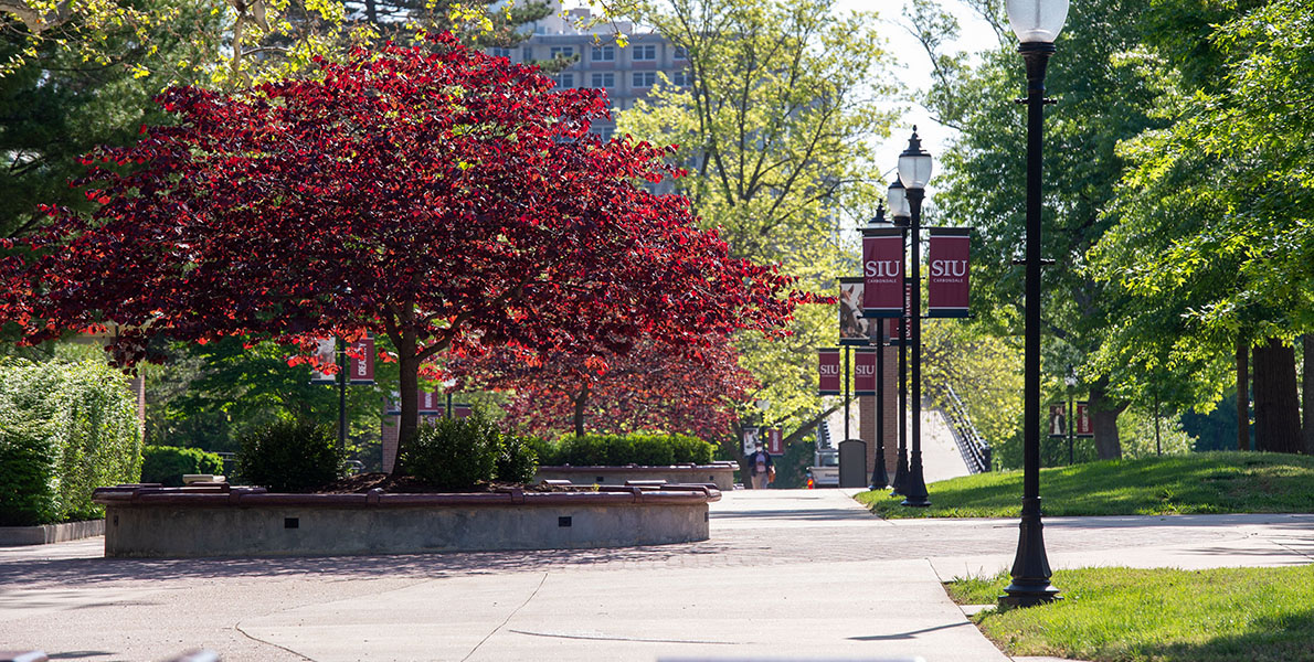 Walking path on SIU campus