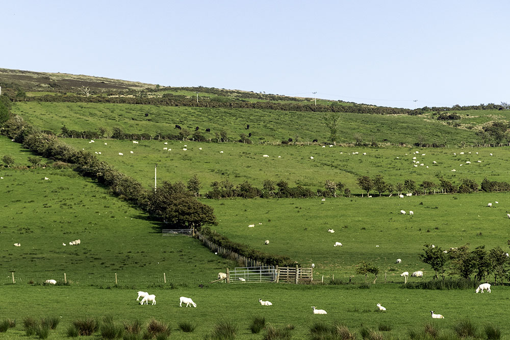 Sheep pasture, near Scrabster