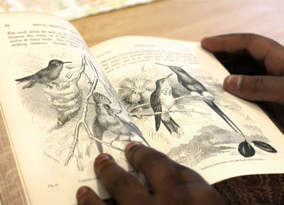 book-illustrations-birds.jpg