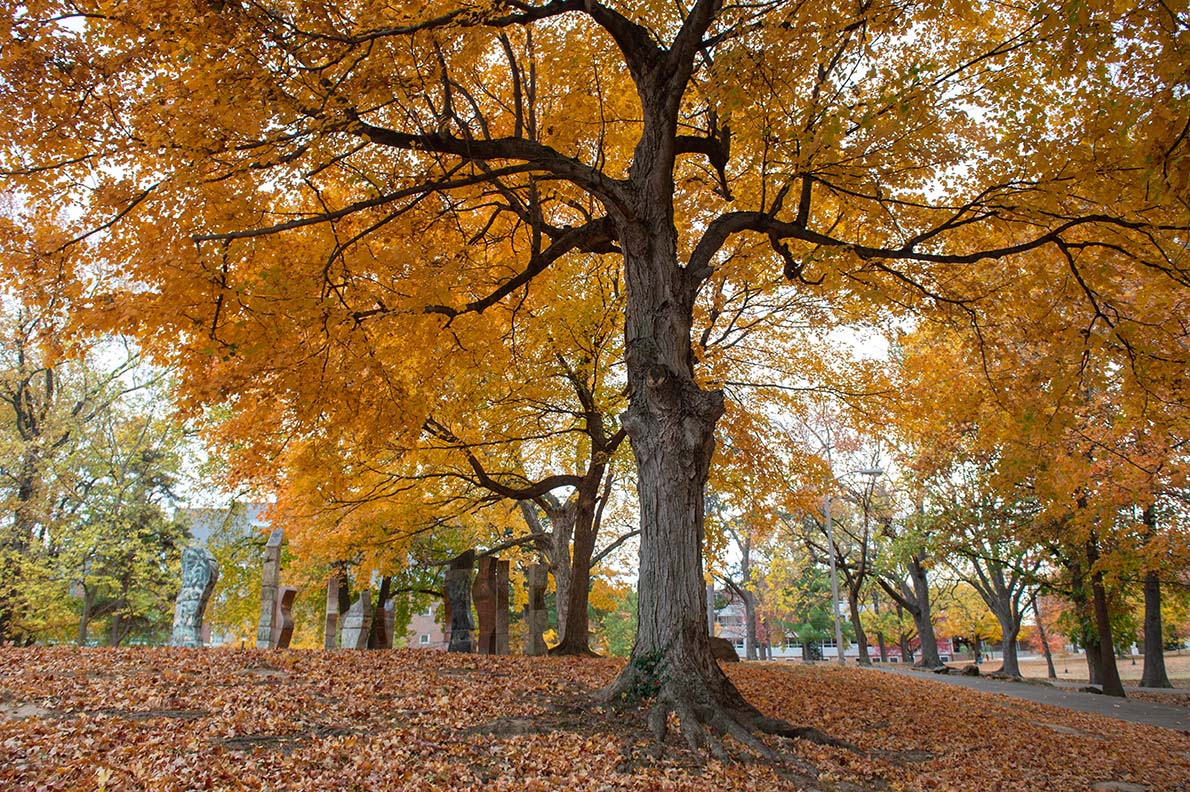 SIU student sculptures in autumn