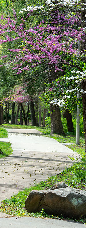 SIU Walkway in Spring 