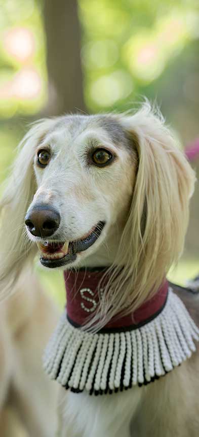 Saluki dog