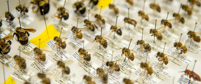 SIU Plant Biology collection of bees to study