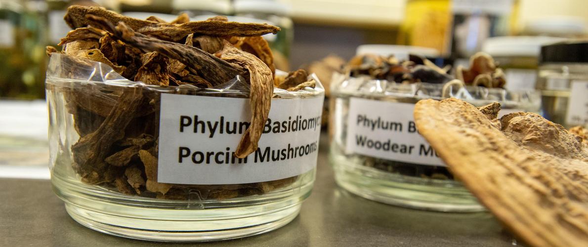 SIU Plant Biology Collection of mushrooms to study