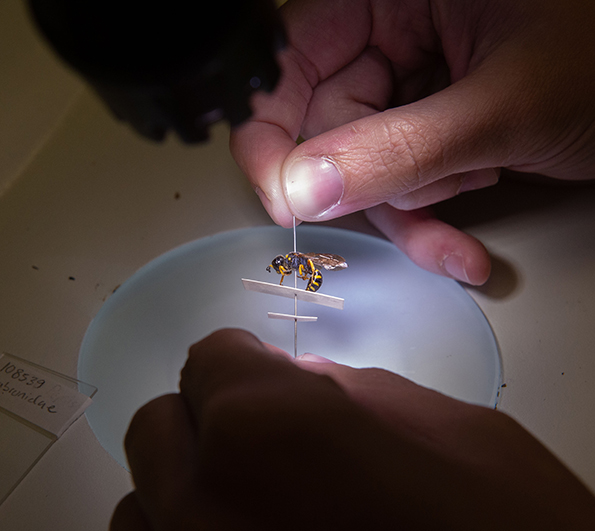 SIU Student studies a yellow jacket