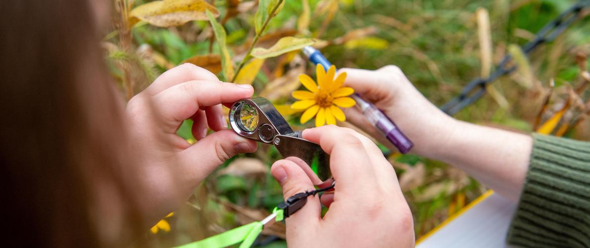 SIU Plant Biology student's study flowers