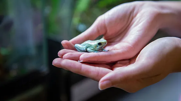 SIU Zoology student holds a frog in their hand