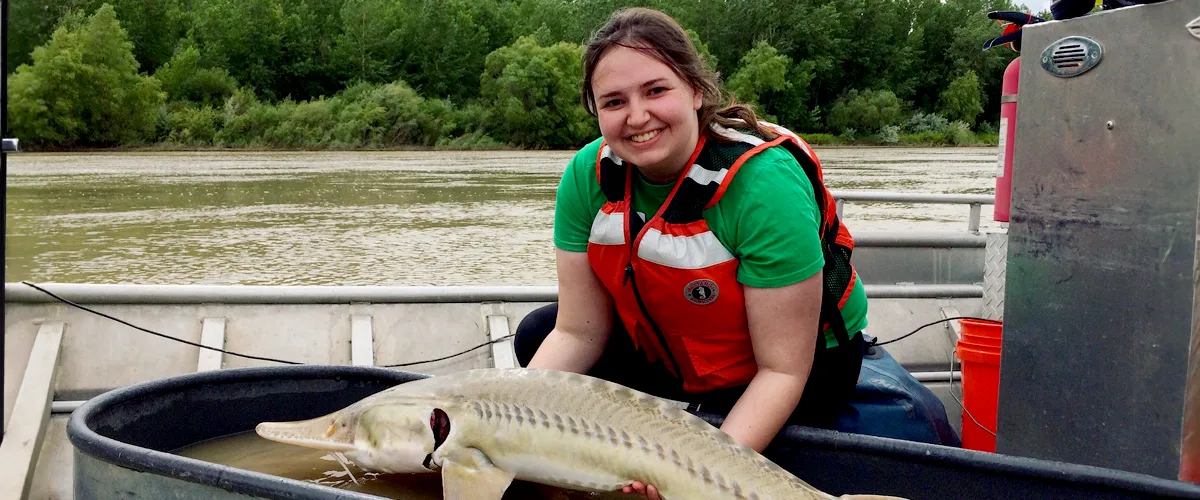 SIU Zoology student doing research with sturgeon